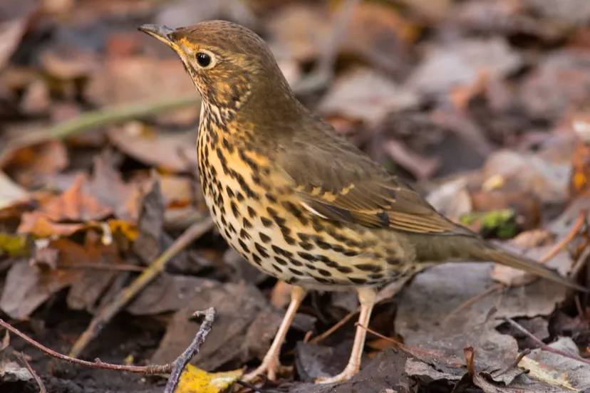 zanglijster keith gallie cc by 20 via pxhere