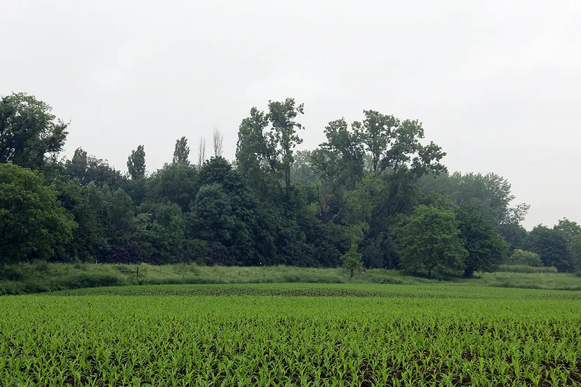 zicht op de maasdijk bij grevenbicht
