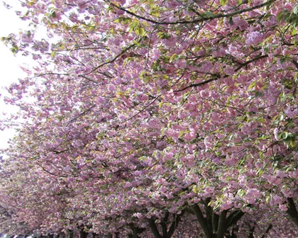 znn2cwsxa9m31vpvcddhsos0d 227558