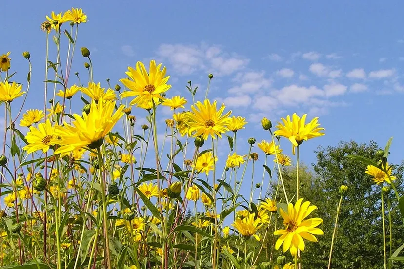 zomers weer blauwe lucht bloemen
