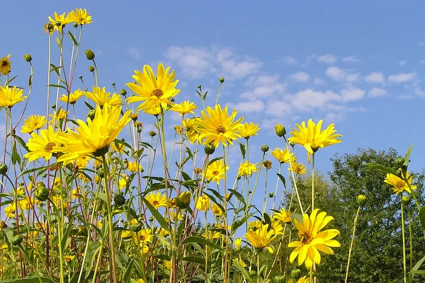 zomers weer blauwe lucht bloemen
