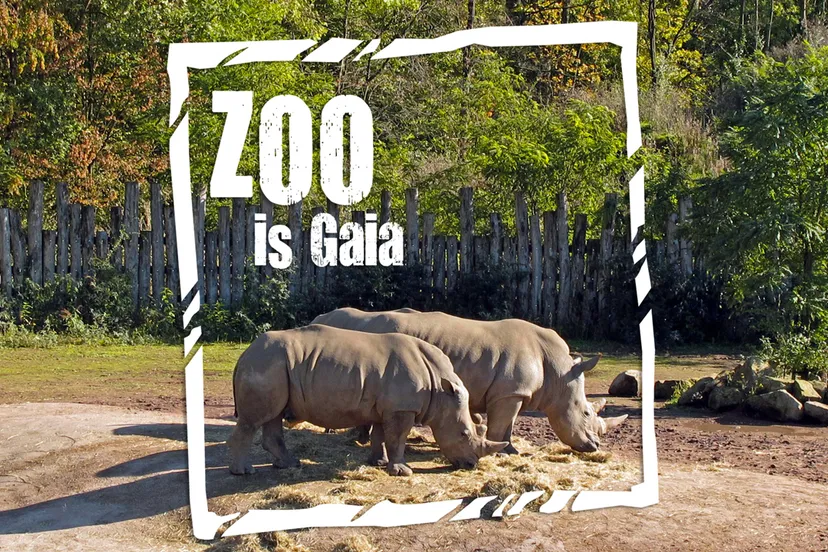 zoo is gaia neushooorns