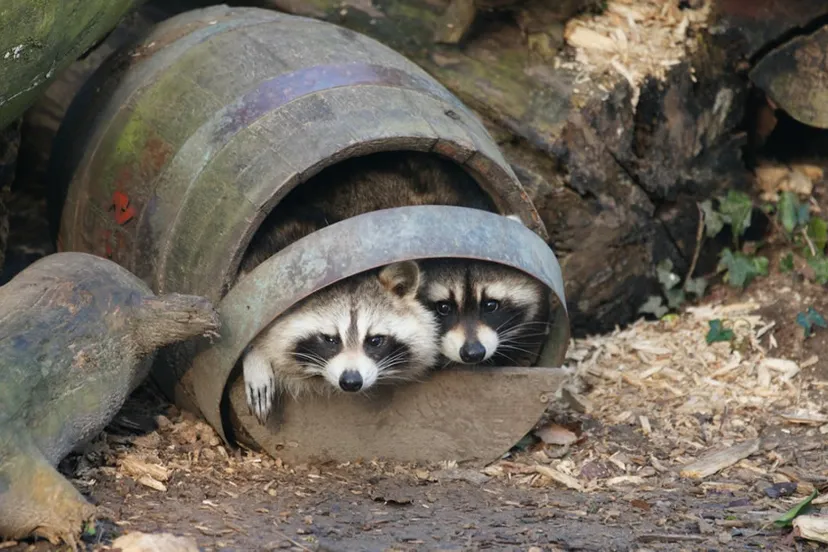 zpom8l4rbg8swqdmj02hf5c2l wasberen in wijnvat1500