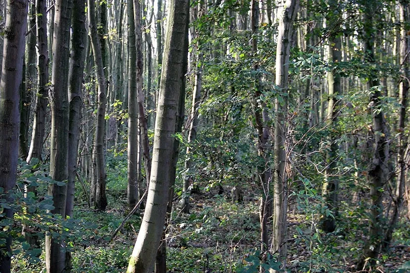 zu2fysn3hkl1v7x1du8yms0bv bos bij langereweg born