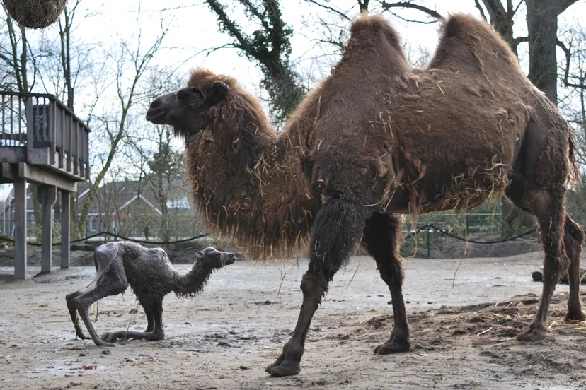 zulaika met veulen 2018