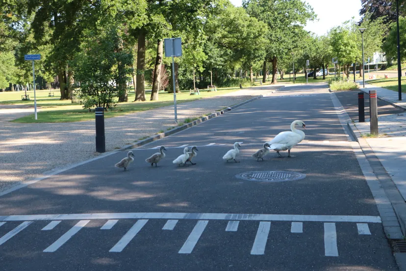 zwanenoversteekplaats vijverweg