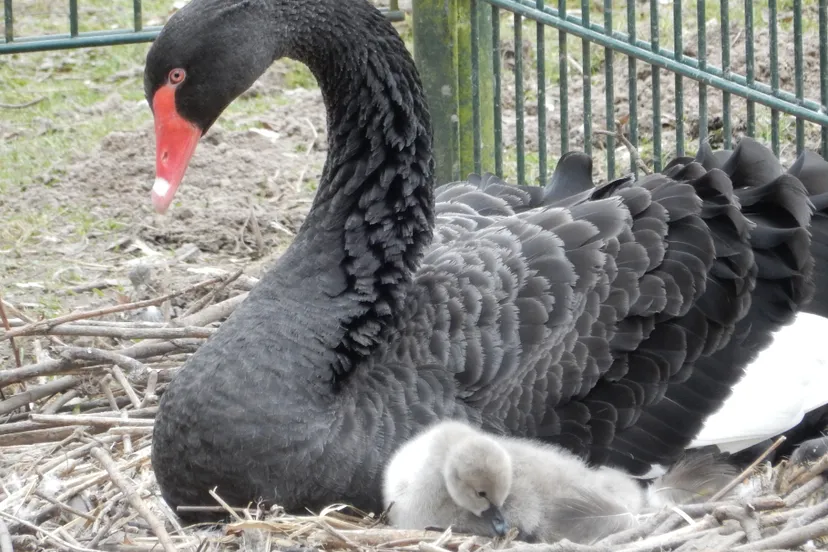 zwarte zwaan met jong