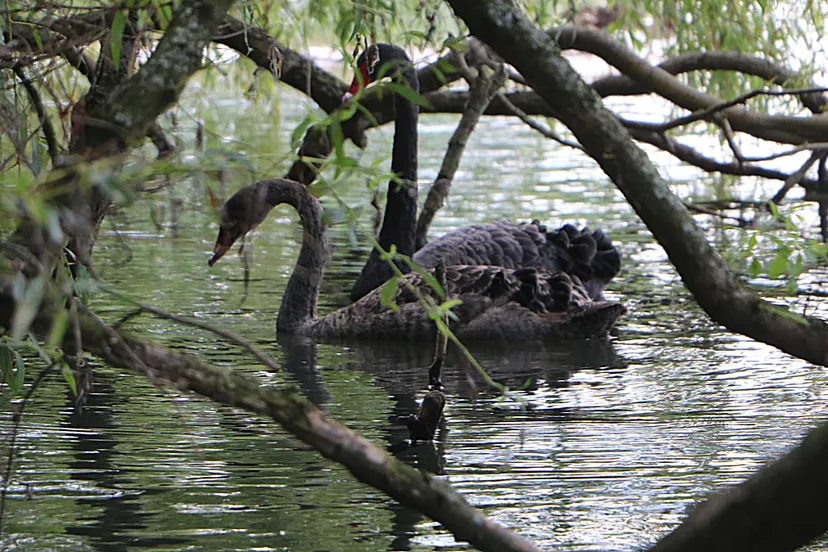 zwarte zwanen roeivijver sittard