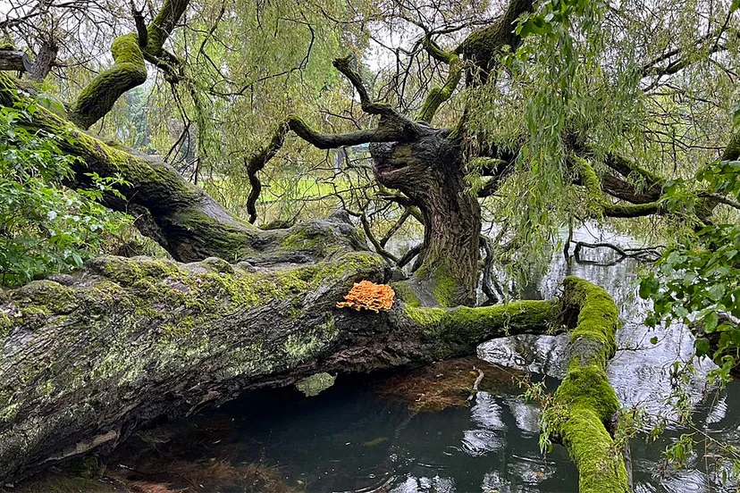 zwavelzwam liggende treurwilg