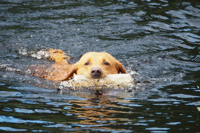 zwemmend labrador dog karin romdahl via pixabay