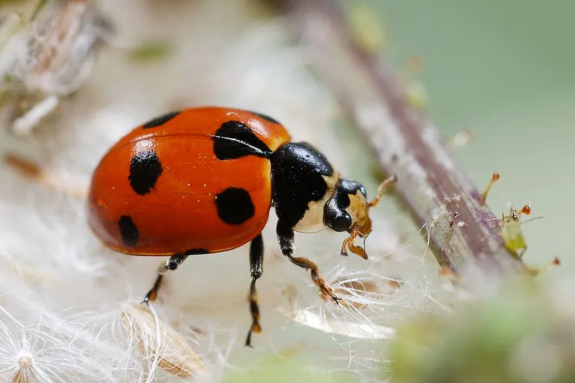 zwervend lieveheersbeestje wikimedia