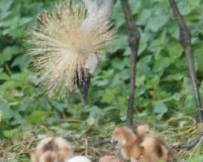 zygp06t6xgu5f9219wvlsshnc 178985