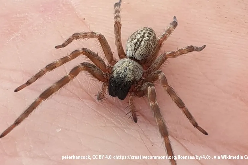 australische huisspin