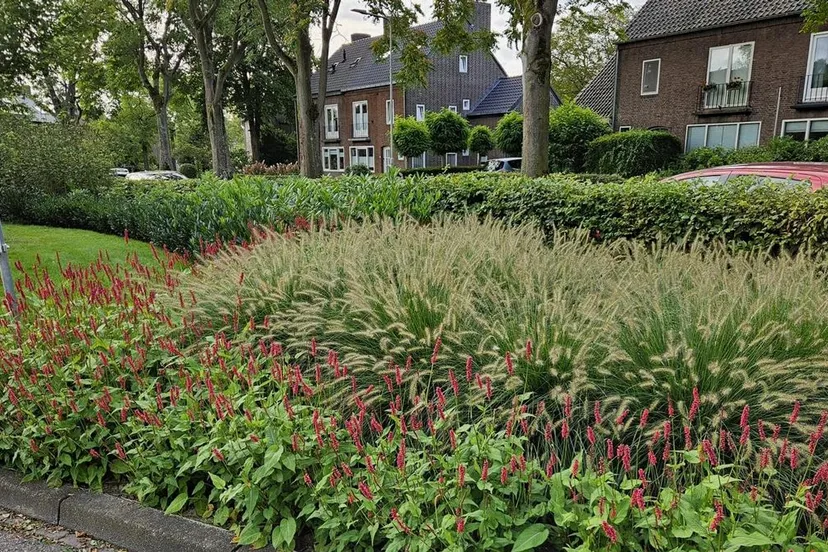 groenadoptie in geleen