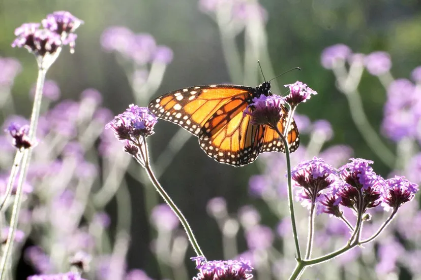 vlinder bloemen natuur