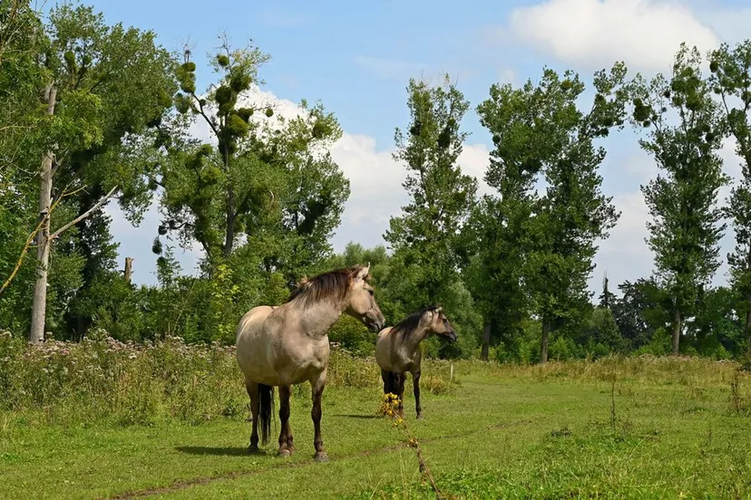 ingendeal konik henk heijligers