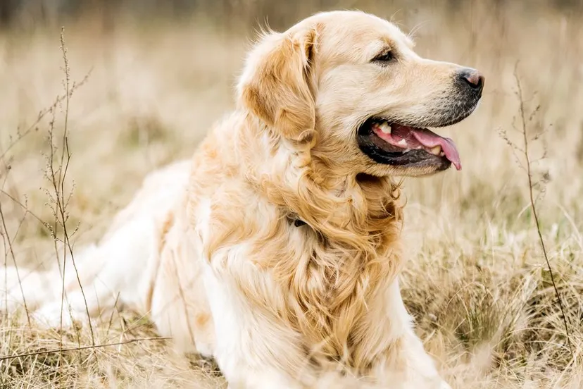 golden retriever