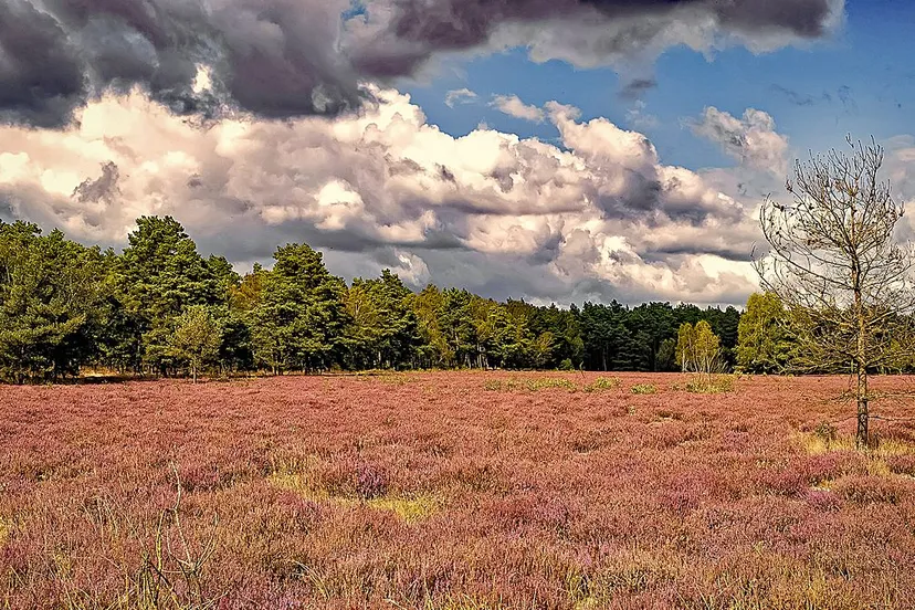heide bloeiende heide