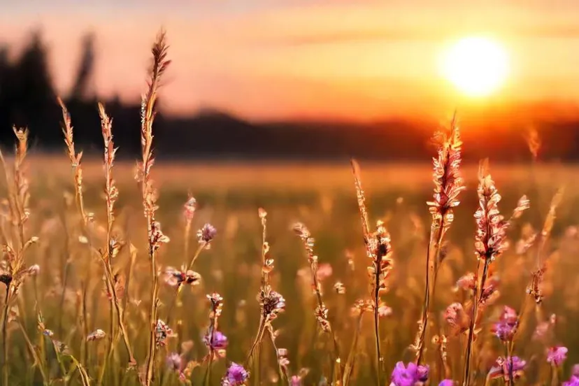 natuur bloemen op veld