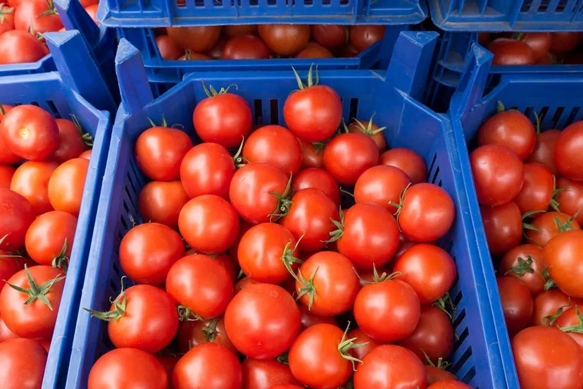 tomaten in plastic kratten