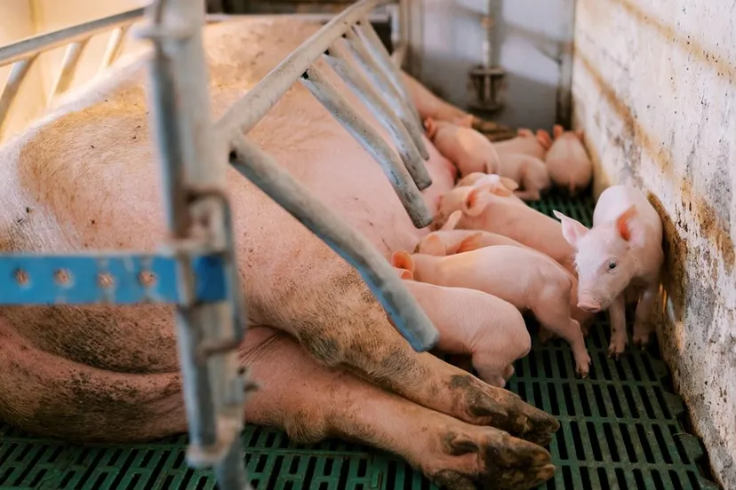 varken zeug biggen varkenshouderij