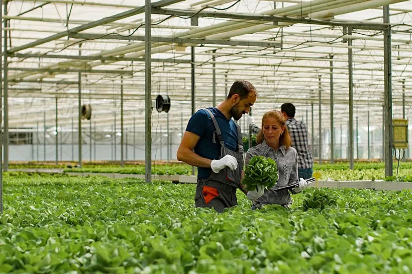 werken in een broeikas