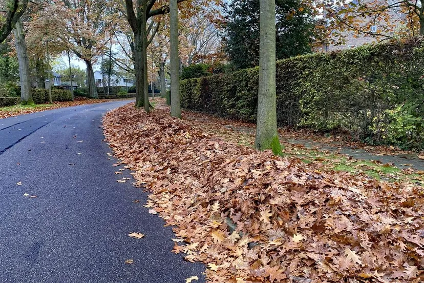 bladeren langs straat geleen
