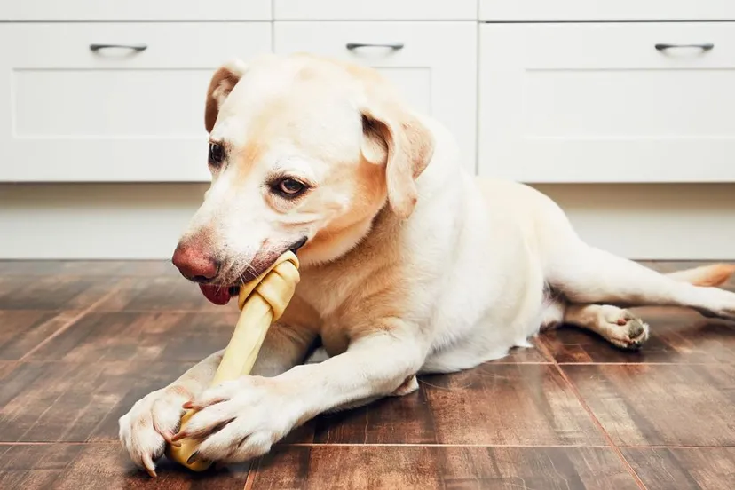 hond kauwt op kauwbot