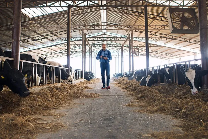 boer loopt door koeienstal