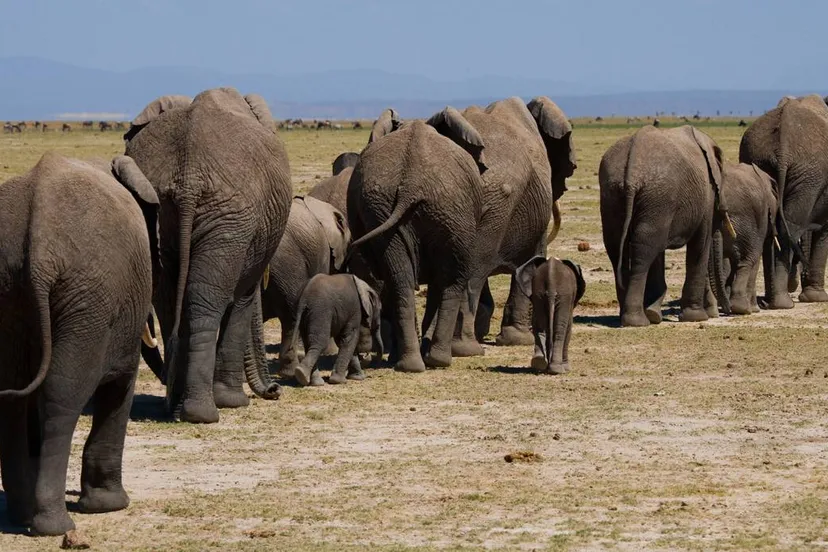 olifantenkudde op pad