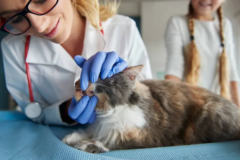 dierenarts controleert gezondheid kat