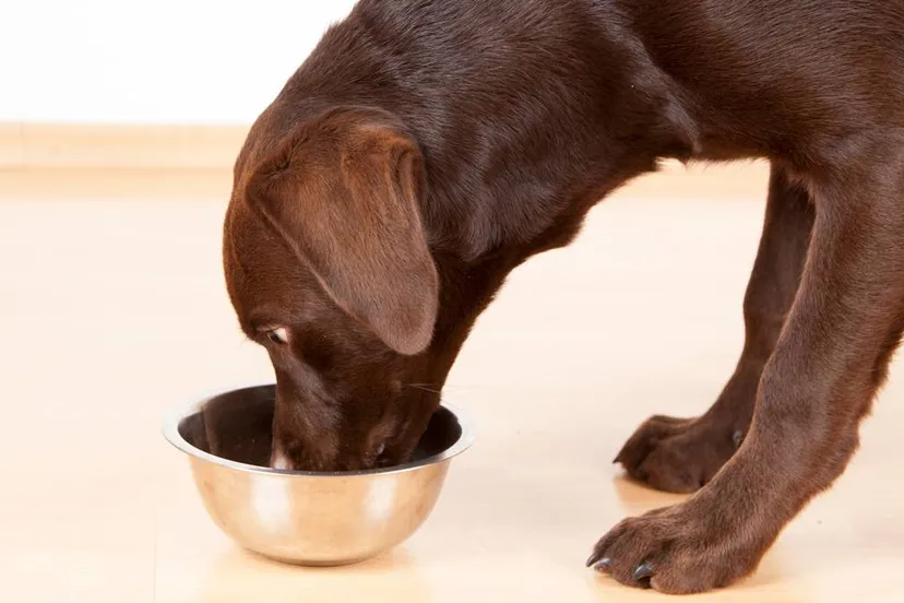 labrador eet zijn voer