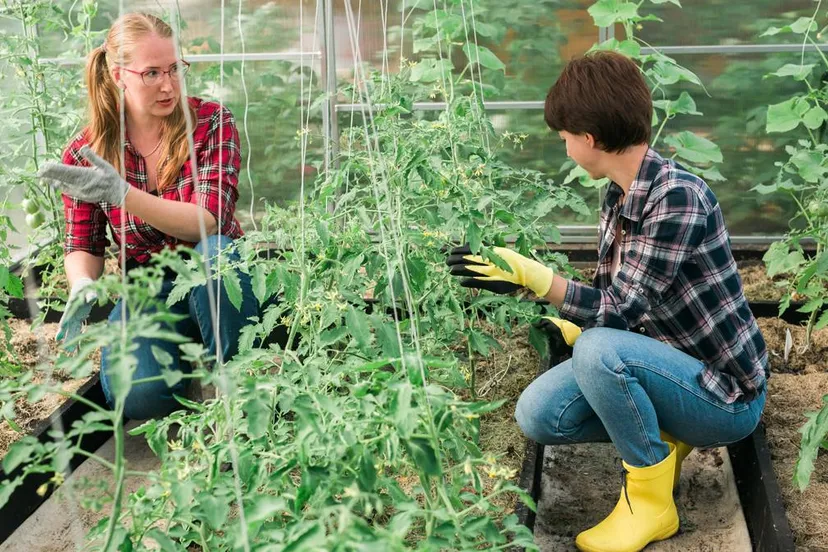 vrouwen werken in een kas seizoensarbeid