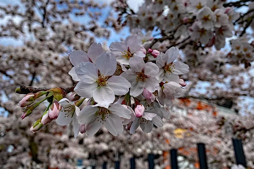 bloesem 2025 hof van onthaasting 1