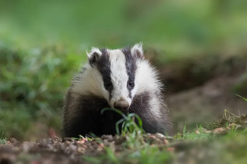 das dassen beschermd
