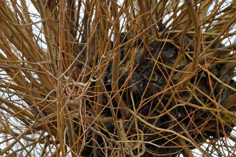 knotwilg die geknot moet worden