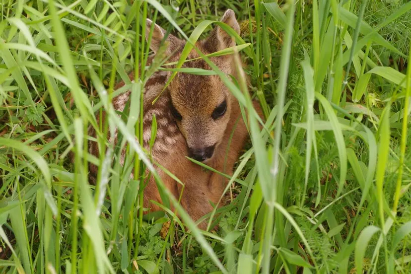 reekalf huub schmitz