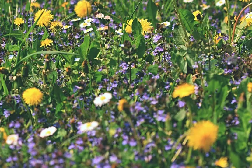 wilde kleurrijke bloemen
