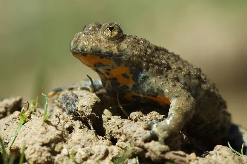 groeve t rooth geelbuikvuurpad henkheijligers