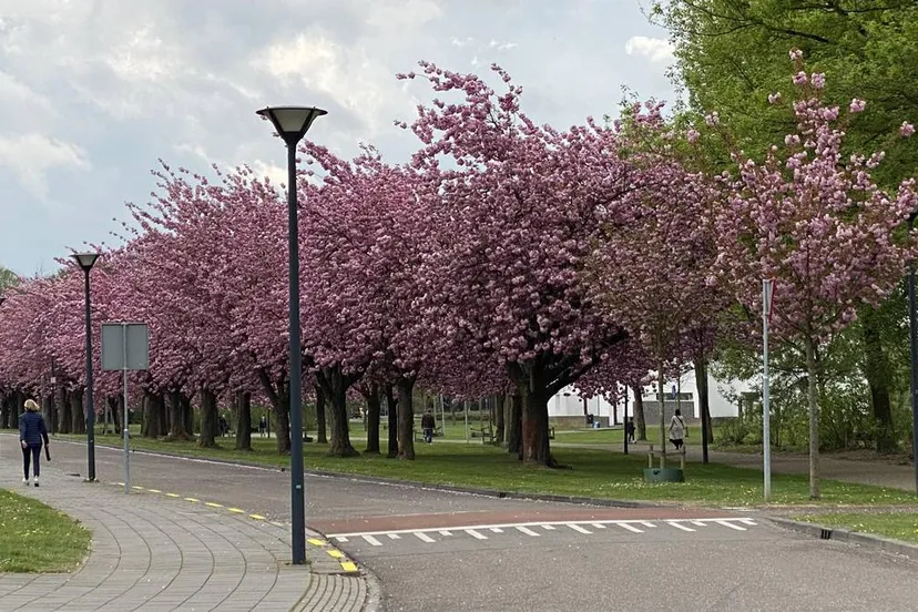 lente bloesem japanse sierkers