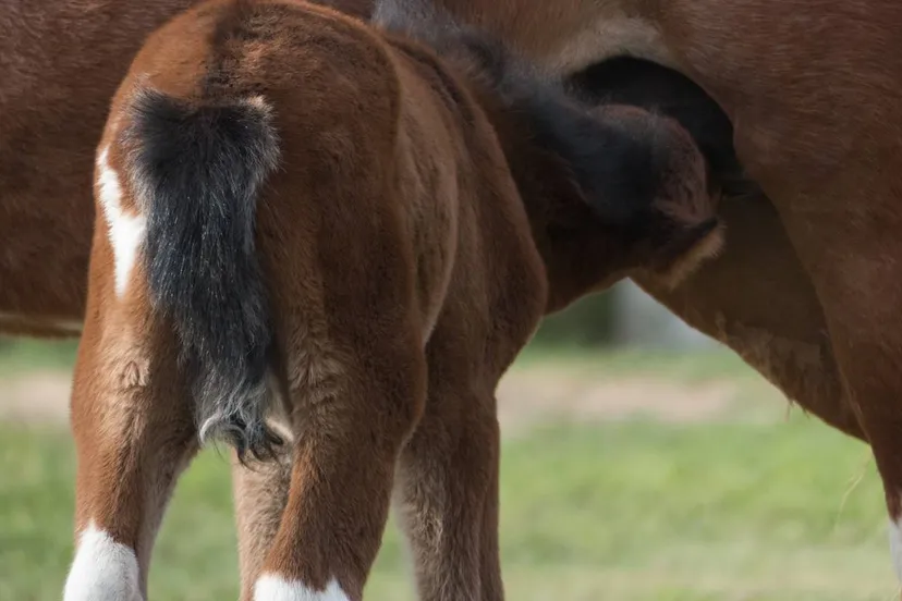 veulen drinkt bij merrie
