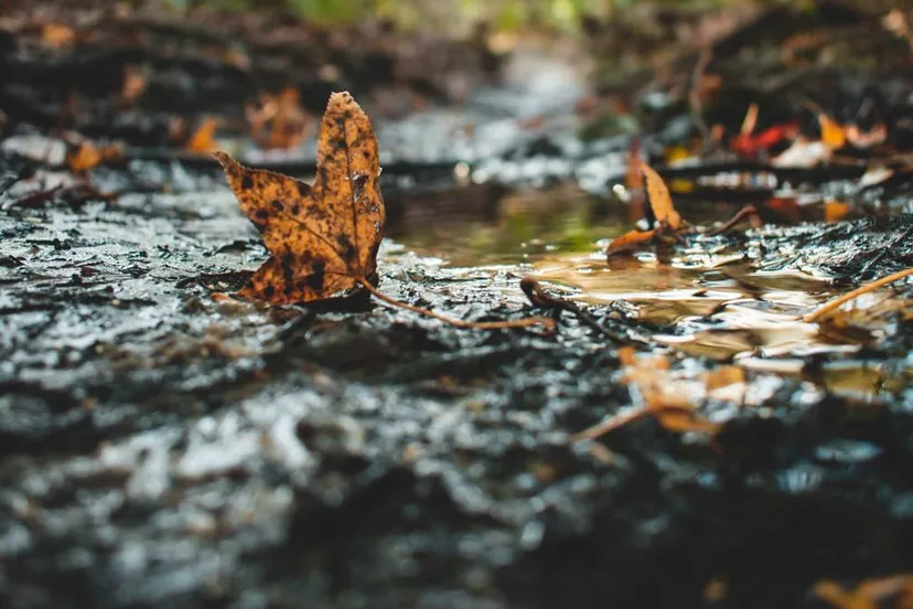 bijna drooggevallen poel in bos