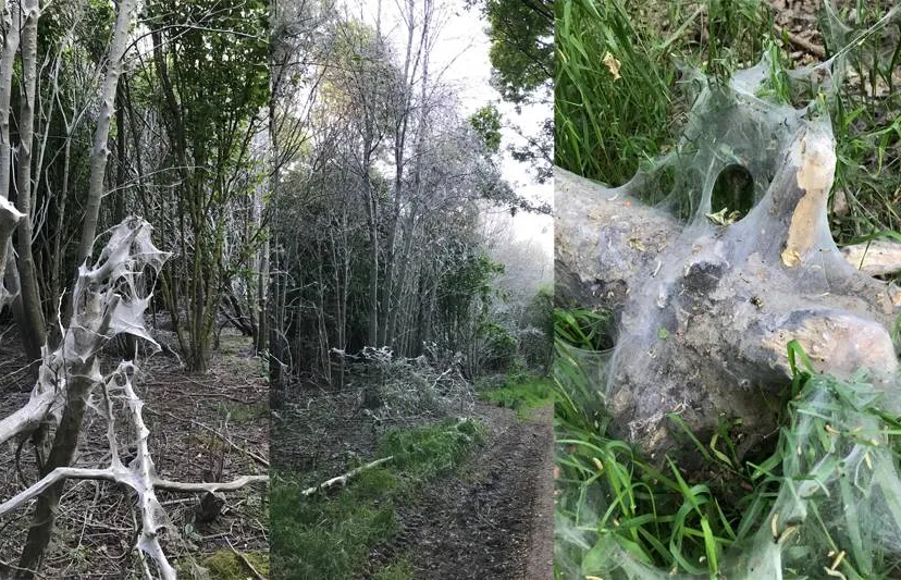 spinmot lintjesweg 2025