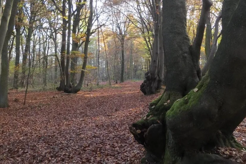 Nieuwjaarswandeling - Piet Fleuren
