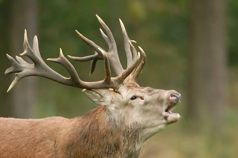 Edelhert_03102009_Henk Heijligers_400