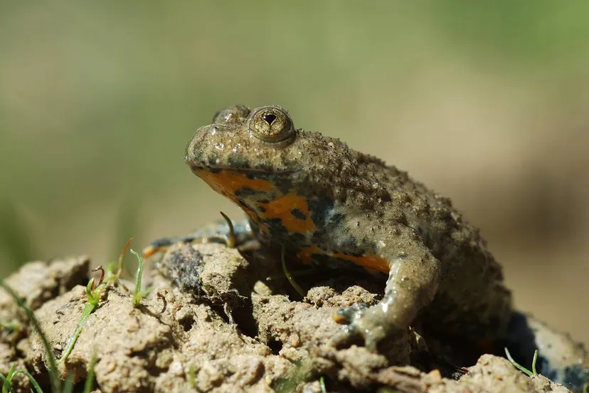 Groeve 't Rooth geelbuikvuurpad_HenkHeijligers