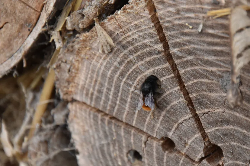 Inzoemen op Insecten - Kasteelpark Born