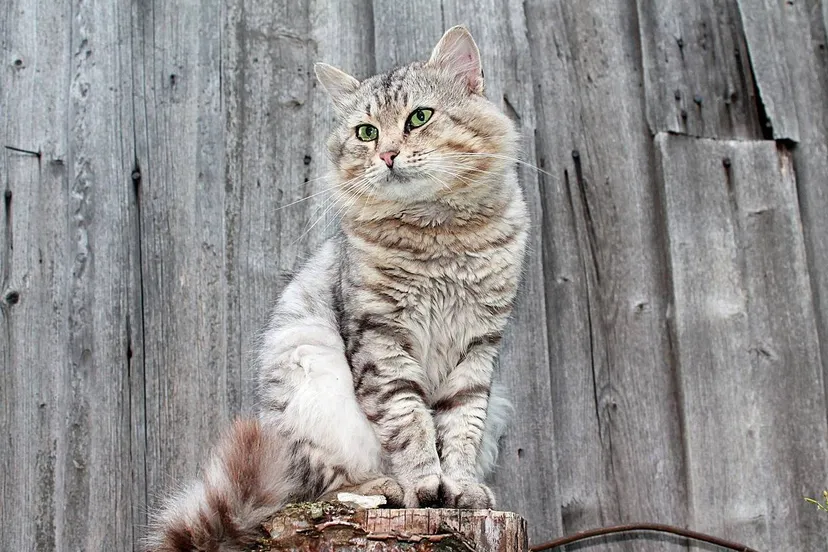 Kat tortic84 Pixabay