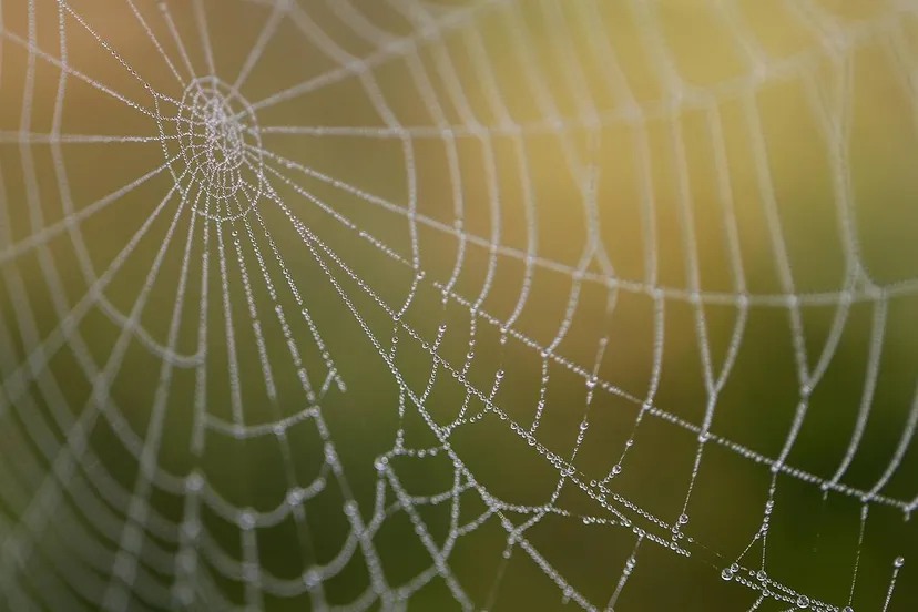 Spinneweb schauhi Pixabay