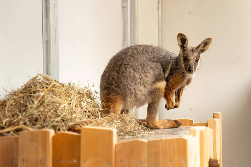 Geelvoet-rotswallaby-in-GaiaZOO-is-nieuwe-binnenverblijf-volop-aan-het-verkennen
